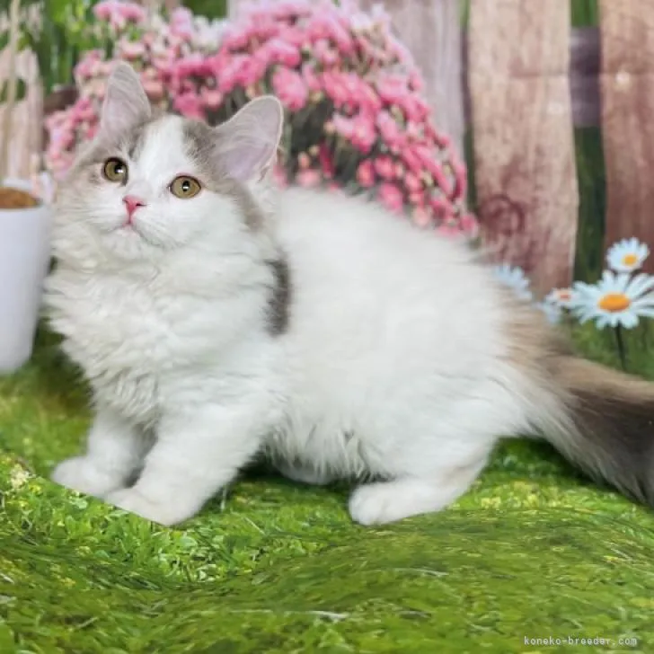 ID:2212-01942の子猫