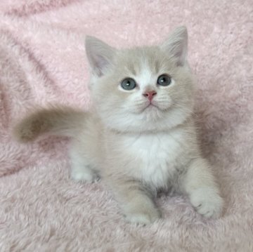 スコティッシュフォールド(立ち耳)【三重県・男の子・2024年9月9日・クリーム&ホワイト】の写真「美男子です🩷」
