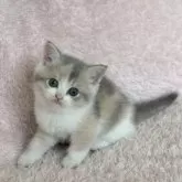 スコティッシュフォールド(立ち耳)【三重県・女の子・2024年9月9日・ダイリュートキャリコ】の写真1