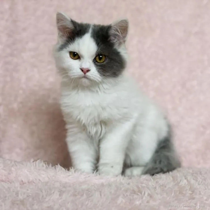 ID：2208-02883の子猫