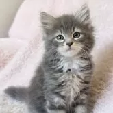 サイベリアン【三重県・女の子・2024年10月21日・ブルー&ホワイト】の写真6