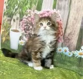 サイベリアン【三重県・女の子・2024年7月29日・ブラウンタビー&ホワイト】の写真2