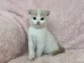 スコティッシュフォールド(折れ耳)【三重県・男の子・2024年2月11日・クリーム&ホワイト】の写真2