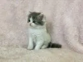 スコティッシュフォールド(立ち耳)【三重県・男の子・2022年7月31日・ブルー&ホワイト】の写真2