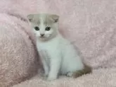 スコティッシュフォールド(折れ耳)【三重県・男の子・2024年2月11日・クリーム&ホワイト】の写真3