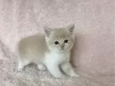 スコティッシュフォールド(立ち耳)【三重県・男の子・2024年9月9日・クリーム&ホワイト】の写真4