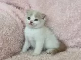 スコティッシュフォールド(折れ耳)【三重県・男の子・2024年2月11日・クリーム&ホワイト】の写真5