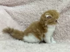 スコティッシュフォールド(折れ耳)【三重県・男の子・2024年12月25日・レッドタビー&ホワイト】の写真6