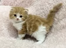 スコティッシュフォールド(折れ耳)【三重県・男の子・2024年12月25日・レッドタビー&ホワイト】の写真4