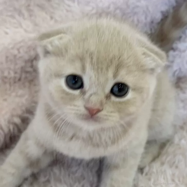 ID:2502-00594の子猫
