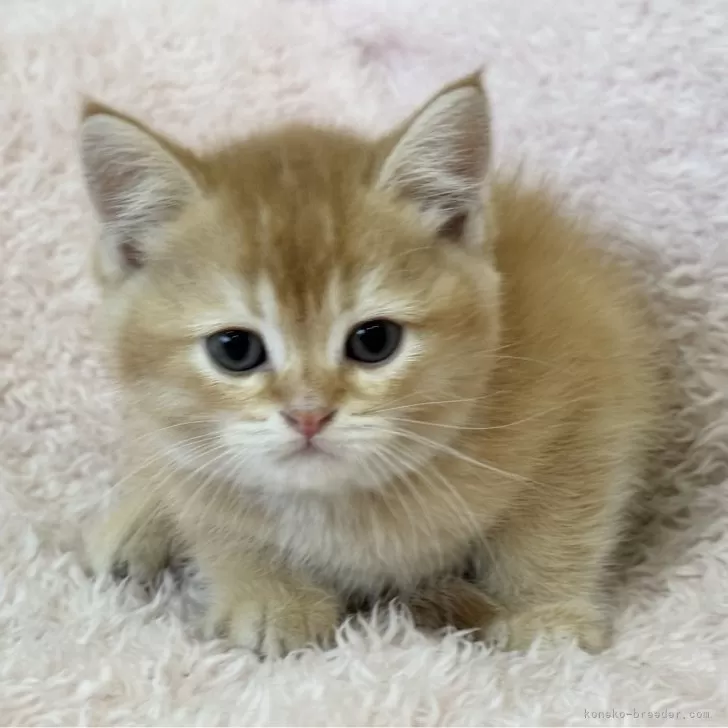 ID：2503-00620の子猫