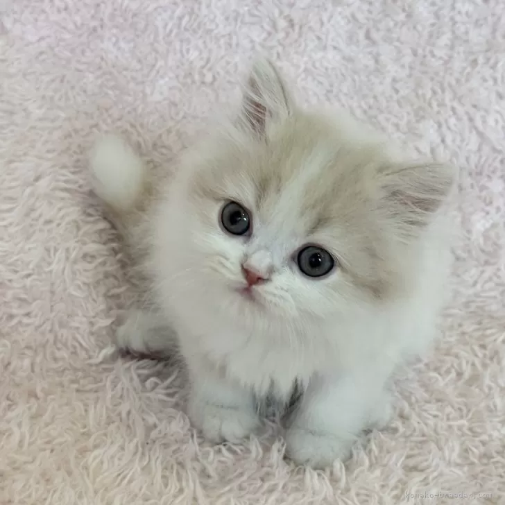 ID：2606-01984の子猫