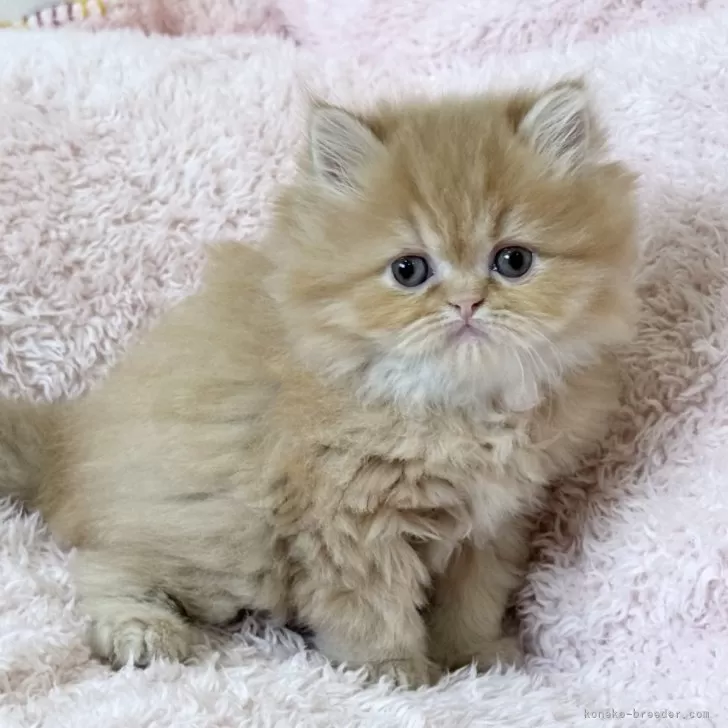 ID：2603-02809の子猫