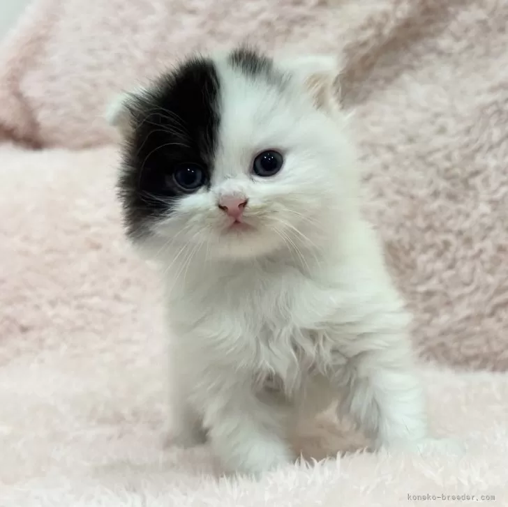 ID：2604-03021の子猫