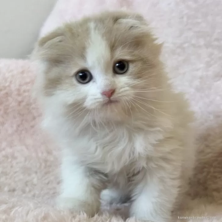 ID:2412-01967の子猫