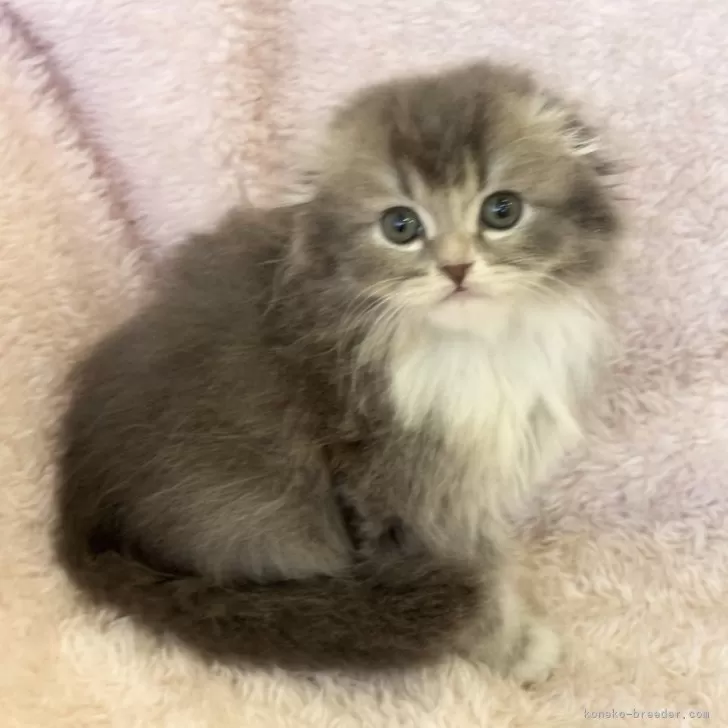 ID:2412-01842の子猫