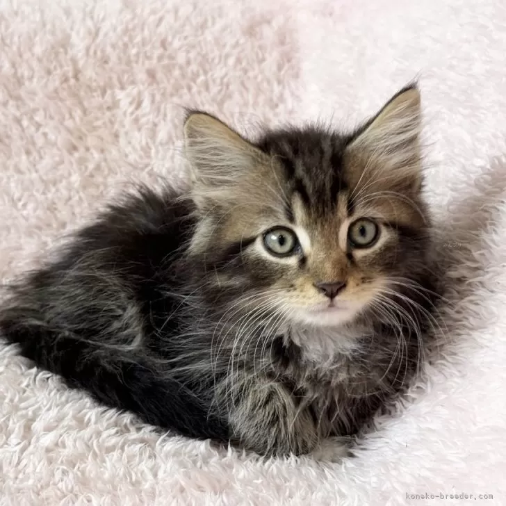 ID:2505-01978の子猫