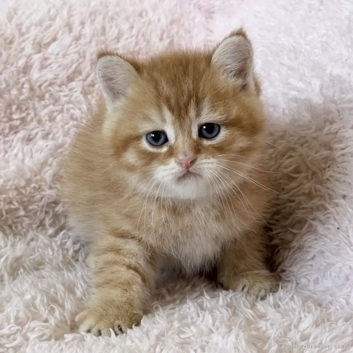 ID:2503-00671の子猫