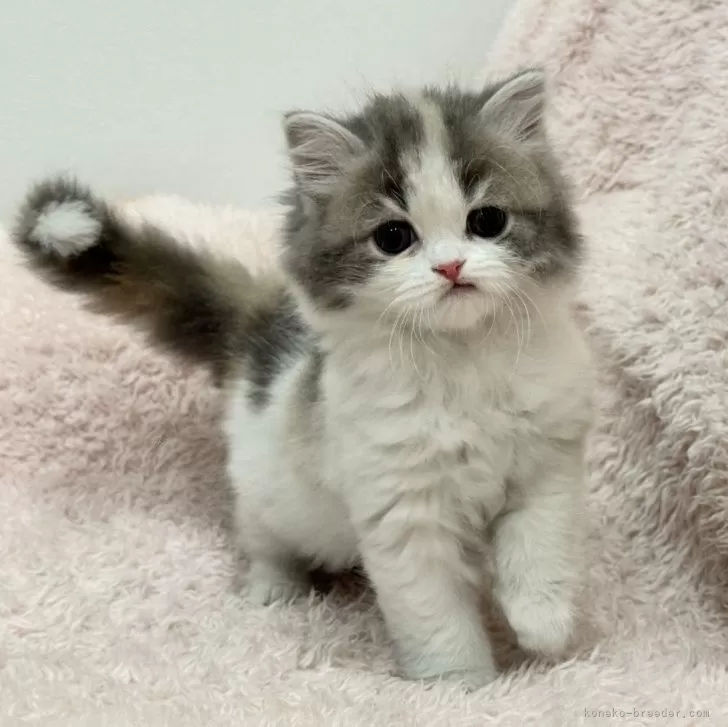 ID：2602-02082の子猫