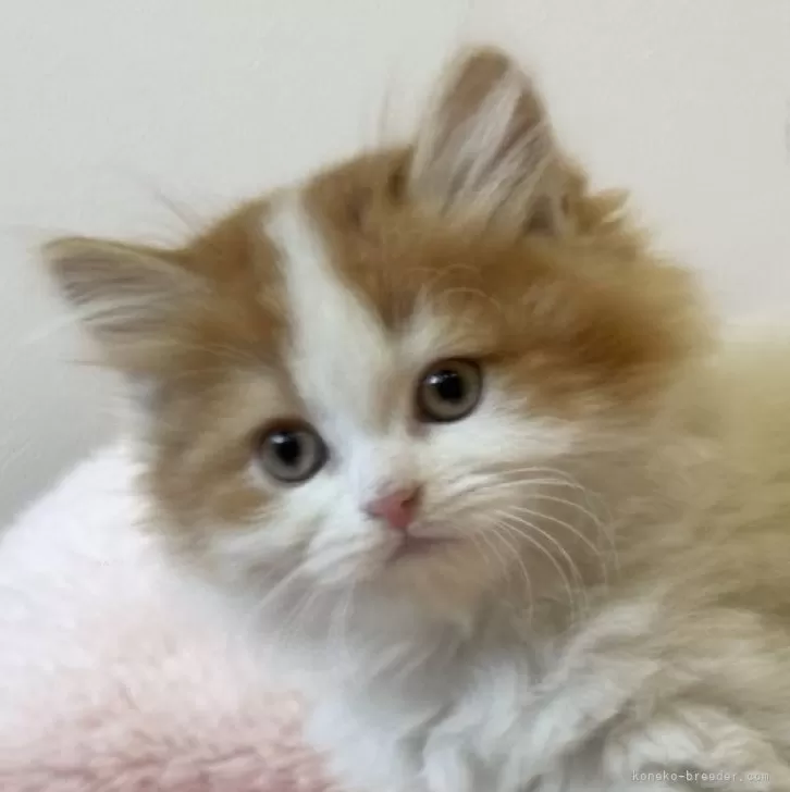 ID：2412-01916の子猫