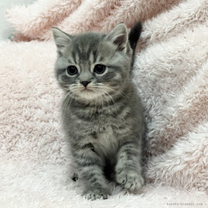 ブリーダー画像