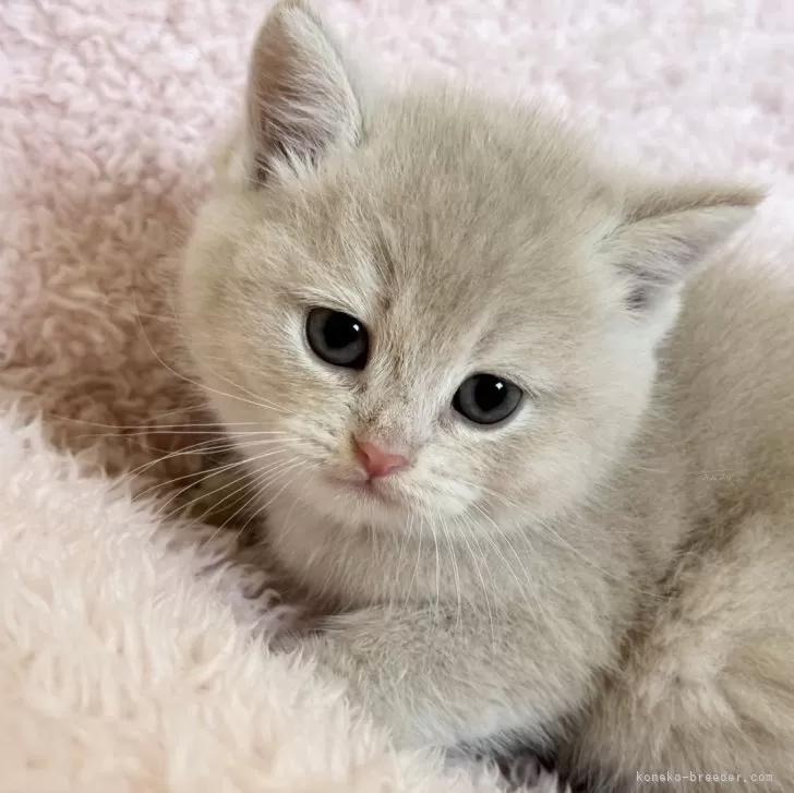A.M 様のお迎えした子猫