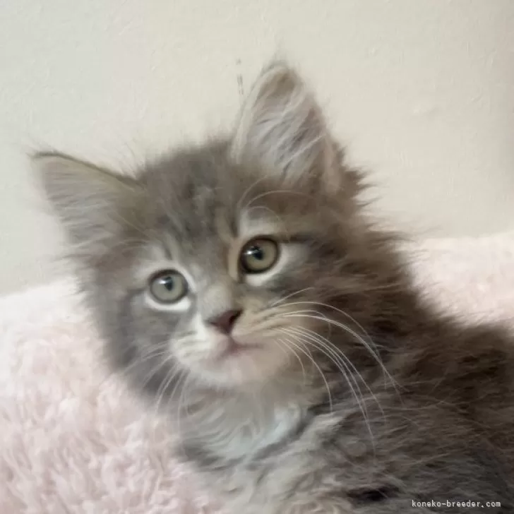 サイベリアン【三重県・女の子・2024年10月21日・ブルー&amp;ホワイト】の写真1