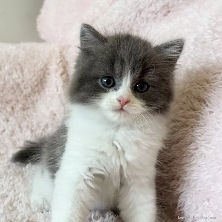 ID：2506-02468の子猫