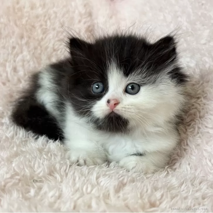 ID：2507-01818の子猫