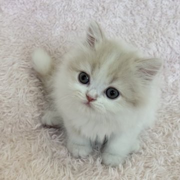 スコティッシュフォールド(立ち耳)