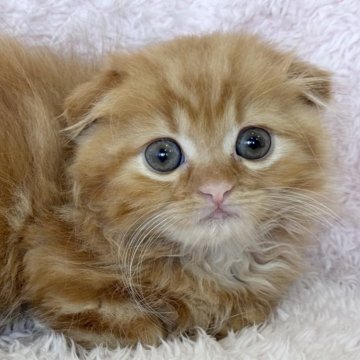 スコティッシュフォールド(折れ耳)【三重県・男の子・2024年12月30日・レッドタビー】の写真「くりくりお目目のかわいい子です🩵」