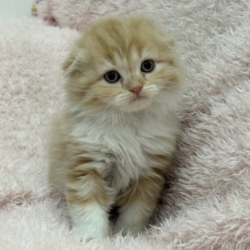スコティッシュフォールド(折れ耳)【三重県・男の子・2025年9月15日・レッドタビー&ホワイト】の写真「かわいい男の子です🩵」