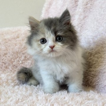 スコティッシュフォールド(立ち耳)【三重県・女の子・2026年6月21日・ダイリュートキャリコ】の写真「美人さんです🩷」