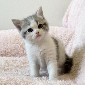スコティッシュフォールド(立ち耳)【三重県・男の子・2026年1月11日・ブルータビー&ホワイト】の写真「かわいい男の子です💜」