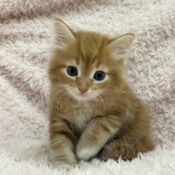 サイベリアン
