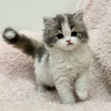 スコティッシュフォールド(立ち耳)【三重県・女の子・2026年1月23日・ダイリュートキャリコ】の写真「かわいい女の子🩷」