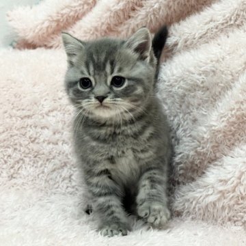 スコティッシュフォールド(立ち耳)【三重県・男の子・2026年1月29日・ブルータビー&ホワイト】の写真「かわいい男の子です🩵」