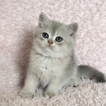 ブリティッシュショートヘア