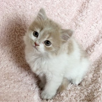 スコティッシュフォールド(立ち耳)【三重県・男の子・2025年4月10日・クリームタビー&ホワイト】の写真「くりくりお目目のかわいい子です🩷」
