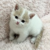 スコティッシュフォールド(立ち耳)