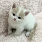 スコティッシュフォールド(立ち耳)