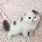 スコティッシュフォールド(折れ耳)