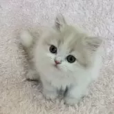 スコティッシュフォールド(立ち耳)