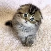 スコティッシュフォールド(折れ耳)