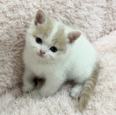 スコティッシュフォールド(立ち耳)