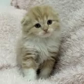 スコティッシュフォールド(折れ耳)