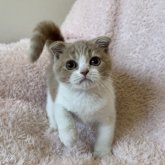 スコティッシュフォールド(折れ耳)