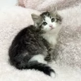 サイベリアン【三重県・女の子・2025年2月17日・ブラウンタビー&ホワイト】の写真1