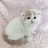 スコティッシュフォールド(折れ耳)
