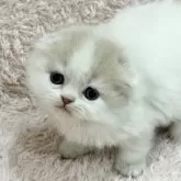 スコティッシュフォールド(折れ耳)